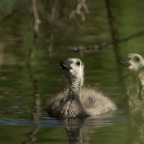 3 Baby Ducks in Weeds