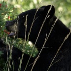 Black Bear_2