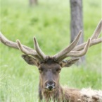 Elk head w Rack