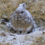 Bunny and snow 1