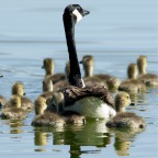 Mom and babies swimming away