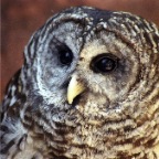 Barn Owl Head Shot