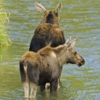 Female Elk and Calf in rive -smr