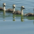 string of geese