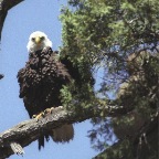 Bald Eagle crop