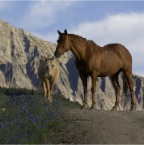 Blonde and Brown horse