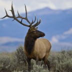 Male Elk blue mountain - sm