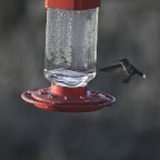 Humming Bird and Feeder 7