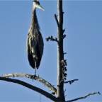 Crane at Moose Junction_1