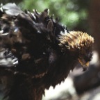 Golden Eagle Feathers 2