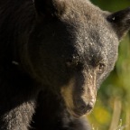 Black Bear_9