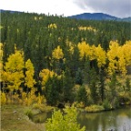 Aspen and Pond_1