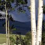 Crested Butte Aspens in StormSm