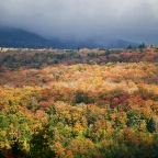 Mt Foliage (1)