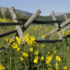 Ranch Fench with flowers