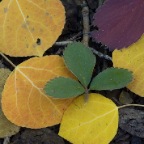 Aspen leaves on ground