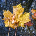 Maple Leaves under water