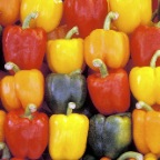 Bell Peppers - sm