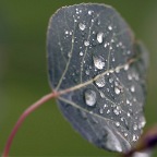 Slice of leaf with drops cropped