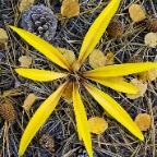 Yellow Star