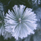 Pine in snow