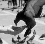 Pigeons on Hand BW