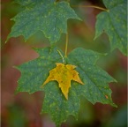 Yellow maple on Green maple