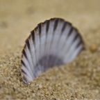 Sea Shell in sand side view