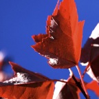 Red Maple Leaves Spectacular Blue Sky