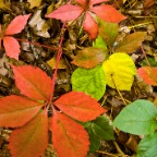 Eastern Foliage